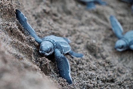 Matura Beach Turtle-Watching Experience