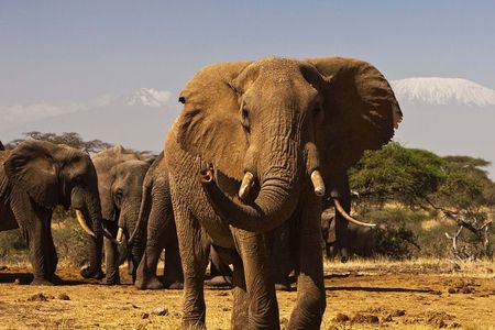 3 Days Masai Mara Encounters-Lodge Safari with Private 4X4 JEEP