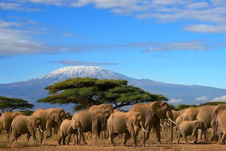 3 Days Amboseli National Park-Lodge Safari with Private 4x4 JEEP