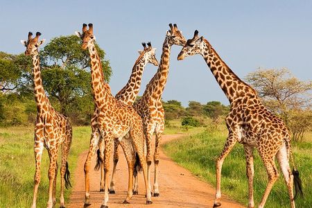 6 Days Masai Mara, Lake Nakuru & Amboseli-Ultimate Kenyan Safari