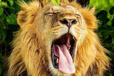 3 Days Amboseli Expedition-Lodge Safari with Private Pop-up Van