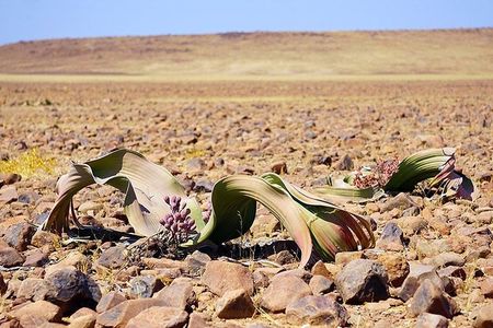  Private Highlights of Moon Landscape and Welwitschia Tour