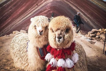 7 Colors Mountain Tour: Explore the Magic of Vinicunca in 1 Day