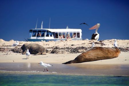 Dolphin, Sea Lion and Penguin Island Cruise