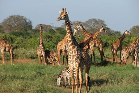 2 DAYS TSAVO EAST SENTRIM CAMP (Cost Based on Minimum 2 persons)