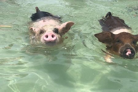 Swim with Pigs on a Tropical Island
