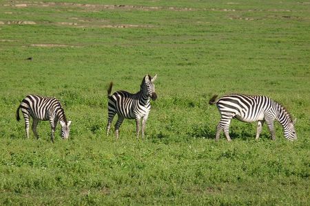 4 Days Lodge Safari