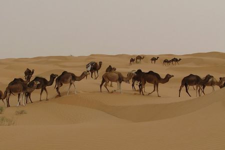 Camel riding Adventure at Great Oriental Erg 7Days/ 6 Nights