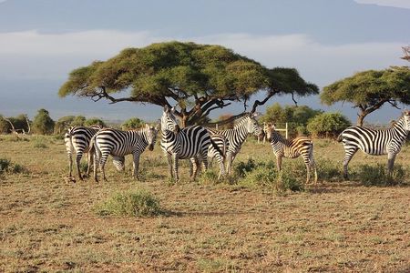  4 Days/3 Nights Adventure in Maasai Mara – Lake Nakur