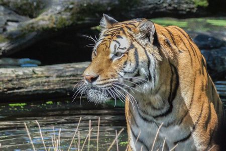 2 days explore to Tarangire Park, Ngorongoro and Lake Manyara (Comfort plus)