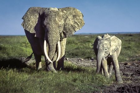  6 Days /5 Nights Adventure in Masai Mara,Lake Nakuru, Amboseli