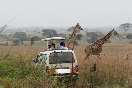 Nairobi Airport Layover to Nairobi National Park