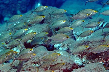 Diving for certified divers with PADI 5* Diving Resort - Taormina
