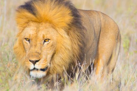 5 Days Lodge Safari.