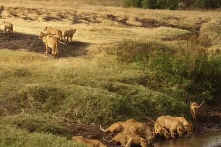 7-Day Private Safari to Amboseli National Park and Masai Mara