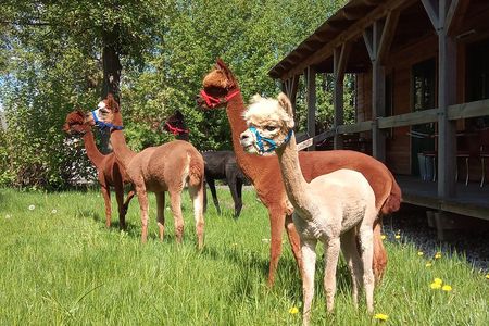 Alpaca hike in the Barnimer Feldmark