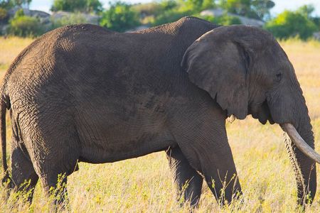 7 Days Lodge Safari.