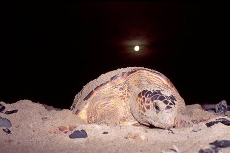 Private Turtle Watching Experience