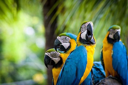 3-Day Charms of the Amazon jungle in Tambopata