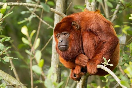4-Day Tambopata Rainforest Adventure