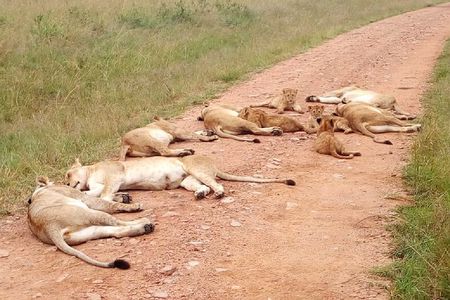 7 Days Maasai Mara, Lakes Nakuru, Naivasha & Amboseli Group Tour