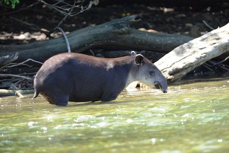 Corcovado Deluxe & Arenal Volcano Expedition 8D/7N Vacation Package