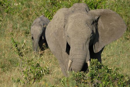5 days wildebeest migration Lake Naivasha Lake Nakuru Masai Mara luxury Safari