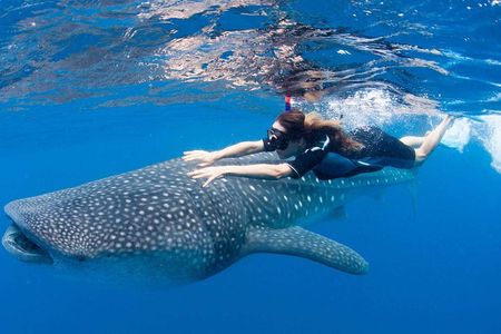 Whale Shark from Cancun, Riviera Maya and Tulum All Inclusive