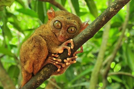 Full Day Bohol Highlights from Cebu