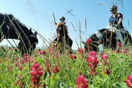Horsebackriding - explore Tuscan nature