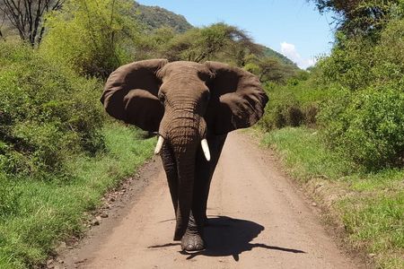 Day Trip to Manyara National Park From Arusha / Kilimanjaro