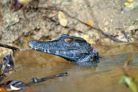 3-Day Small-Group Pacaya-Samiria Park Camping Adventure from Iquitos