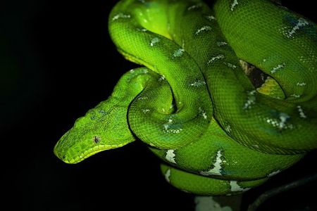 5-Day Wildlife of the Pacaya National Park from Iquitos
