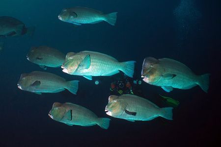 Scuba Diving at Tulamben USAT Liberty Wreck