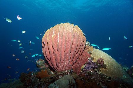 Snorkeling at Tulamben USAT Liberty Wreck