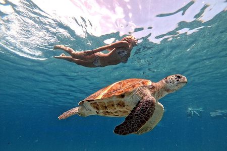 Swimming with sea turtles with the Award Winner 2023 & 2024