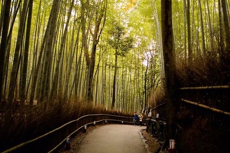 Arashiyama Bamboo Forest E-Biking Tour