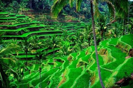 Bali Day Tour- Ubud and Kintamani Volcano View (All Inclusive)