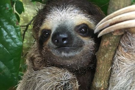 Manuel Antonio National Park: A Complete Wildlife Experience