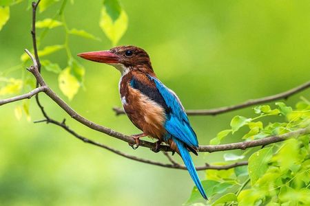 Muthurajawela Bird Watching Tour From Colombo & Negombo