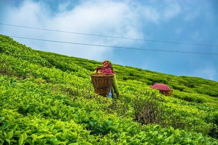The Land Mark Tour (Nautical Day Darjeeling To Mirik crusade)