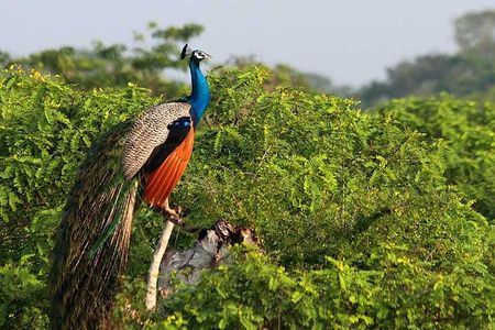 Once-in-a-lifetime Experience in Sri Lanka - 8 Days