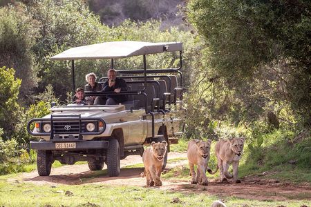 Wildlife Safari in the Garden Route - 4 Days