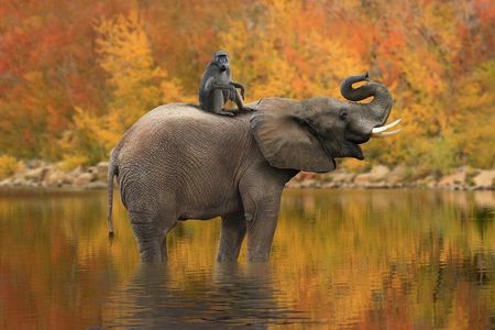 Classic Kruger National Park
