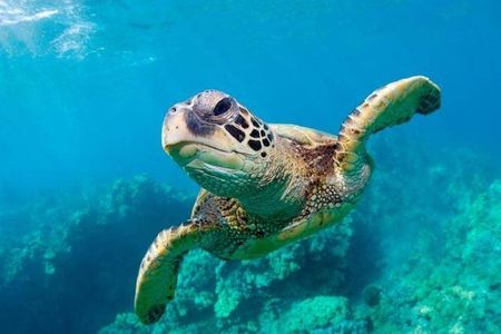 Snorkel/Swim with the Turtles Experience