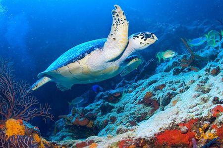Cozumel Three Reefs Snorkeling Tour by Boat with Lunch and Drinks