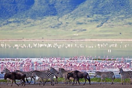 Ngorongoro Crater Day Trip