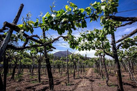 Pompeii Visit with Food and Wine tasting near Mt. Vesuvius