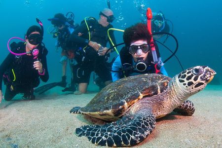 Puerto Vallarta Undersea Private Scuba Diving