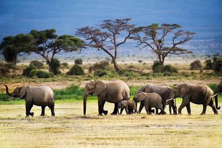 2-Day Tanzania Mid Range Private Safari